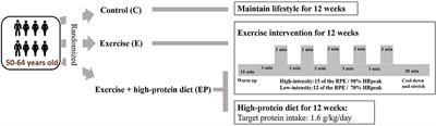 Effects of Combined High-Protein Diet and Exercise Intervention on Cardiometabolic Health in Middle-Aged Obese Adults: A Randomized Controlled Trial